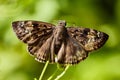 Duskywing, perhaps Wild Indigo Duskywing Butterfly - Erynnis baptisiae or Erynnis horatius,ÃÂ Horace's Duskywing