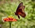 The gold rim butterfly, battus polydamas, tailless swallowtail butterfly with closed wings on orange Zinnia flower.