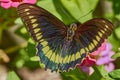 The gold rim butterfly, battus polydamas, tailless swallowtail butterfly with open wings on pink Zinnia flower.