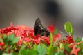 Battus polydamas swallowtail on red Ixora blooming bush
