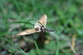 Batty Moth Royalty Free Stock Photo