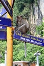 Batu cave temple there are many monkeys Kuala Lumpur