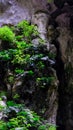 Batu Caves in Gombak, Selangor, Malaysia, are a site for a famous Hindu shrines Royalty Free Stock Photo