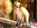 Batu Caves young monkey staring