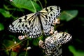 Batu Ferringhi, Malaysia: Butterfly Feeding