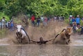BATU SANGKAR, WEST SUMATRA, ID - NOV. 16th 2019 : Pacu Jawi is an event where cows and bulls race through the muddy paddy field wi Royalty Free Stock Photo