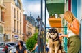 Batumi, Adjara/Georgia - August 05 2019:  A view of Batumi street and husky sitting in front of a house and girl looking at dog Royalty Free Stock Photo