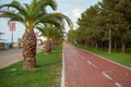 Batumi, Georgia - August 2018: Palm trees alley at promenade of Batumi, Georgia and bicycle road Royalty Free Stock Photo