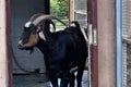 BATUMI, GEORGIA - JUNE 28, 2023: A large black billy goat in the enclosure of Batumi city zoo
