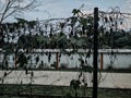 Baturaja, Indonesia - Apr 2021. basketball on the field with the team in the afternoon during a pandemic.