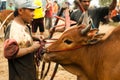 Batusangkar, Indonesia, August 29, 2015: Man holding cow at bull race Pacu Jawi, West Sumatra,