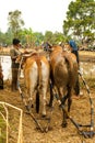 Batusangkar, Indonesia, August 29, 2015: Two cows getting ready for cow race Pacu Jawi, West Sumatra,