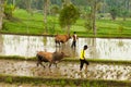 Batusangkar, Indonesia, August 29, 2015: Two cows getting rest from cow race Pacu Jawi, West Sumatra,