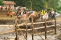 Batusangkar, Indonesia, August 29, 2015: Two cows and one man in full action at cow race Pacu Jawi, West Sumatra,