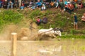 Batusangkar, Indonesia, August 29, 2015: Two cows and one man in full action at cow race Pacu Jawi, West Sumatra,