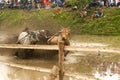 Batusangkar, Indonesia, August 29, 2015: Two cows and one man in full action at cow race Pacu Jawi, West Sumatra,