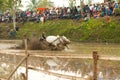 Batusangkar, Indonesia, August 29, 2015: Two cows and one man in full action at cow race Pacu Jawi, West Sumatra,