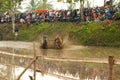 Batusangkar, Indonesia, August 29, 2015: Two cows and one man in full action at cow race Pacu Jawi, West Sumatra,