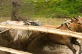 Batusangkar, Indonesia, August 29, 2015: Two cows and one man in full action at cow race Pacu Jawi, West Sumatra,