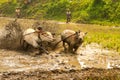 Batusangkar, Indonesia, August 29, 2015: Two cows and one man in full action at cow race Pacu Jawi, West Sumatra,