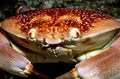 Batwing coral crab Royalty Free Stock Photo