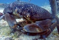 Batwing Coral Crab