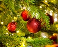 Bauble Ornament in a real Christmas tree Royalty Free Stock Photo