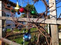 Baubles outdoors bright in different colors Christmas decoration on grapevine in sunlight