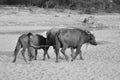 India/Gujarat: A little farmer girl directs and pushes the bulls through the dry river bed