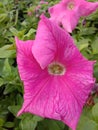 Baughgainvillaea flower close view from a flower Park of sarat sadan auditorium in Howrah India