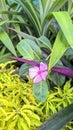 Bauhinia acuminata flower.kanchon flower,purpel beautyful flower.