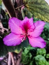 Bauhinia Blackeana