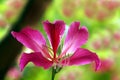 Bauhinia Blakeana Royalty Free Stock Photo