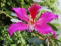 Bauhinia Blakeana the city flower of Hong Kong