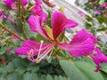 Bauhinia Blakeana is the city flower of Hong Kong