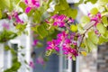 Bauhinia blakeana flower blooming