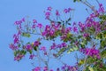 Bauhinia blakeana flower blooming