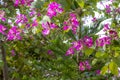 Bauhinia blakeana flower blooming