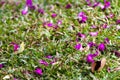 Bauhinia blakeana flower blooming