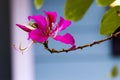 Bauhinia blakeana flower blooming