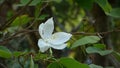 Bauhinia blakeana flowers at the park in Hiroshima, Japan