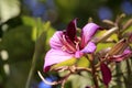 The bauhinia blakeana