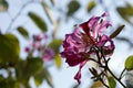 The bauhinia blakeana, adobe rgb Royalty Free Stock Photo