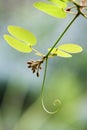 The buds and leaves of Bauhinia didyma