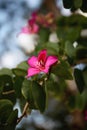 Bauhinia Flower