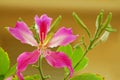 Bauhinia Flower Royalty Free Stock Photo
