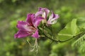 bauhinia flower