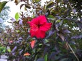 Bauhinia Hanging out of the wood