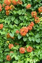 Bauhinia kockiana is a woody climber, native to Indonesia & Malaysia, & is suitable for covering fences, trellises & pergolas