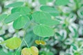 Bauhinia malabarica, Bauhinia variegata